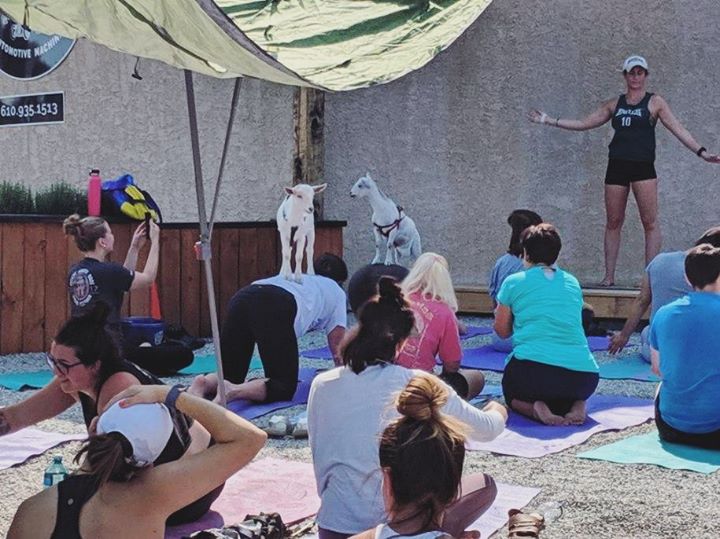 Sunday funday with goat yoga 🧘‍️ hosted by our friends @horseandgoatyoga ⠀⠀⠀⠀⠀⠀⠀⠀⠀ Just a…