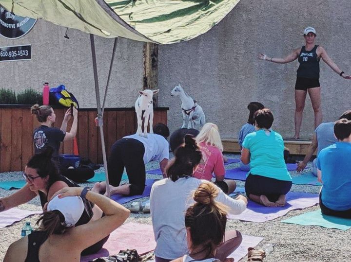 Sunday funday with goat yoga 🧘‍️ hosted by our friends @horseandgoatyoga ⠀⠀⠀⠀⠀⠀⠀⠀⠀ Just a…