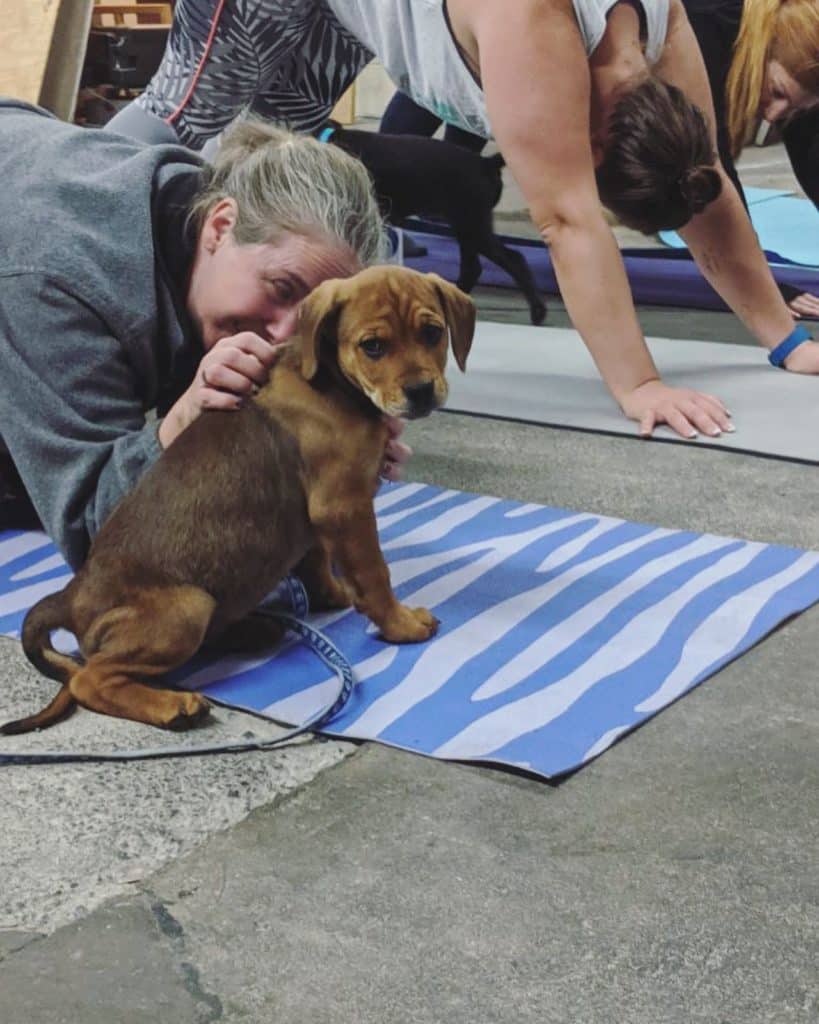 Brewery Yoga with Rescue Pups! Going on till 2:00. Stop by to check ‘em o…