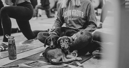 Rescue Dog Yoga and Beers!