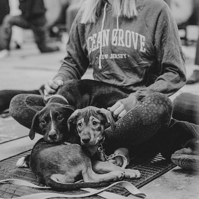 Brewery Yoga with Rescue Pups! Starting at 10:30, walk-ins welcome! Stop by to …